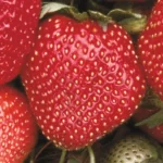 strawberry 1